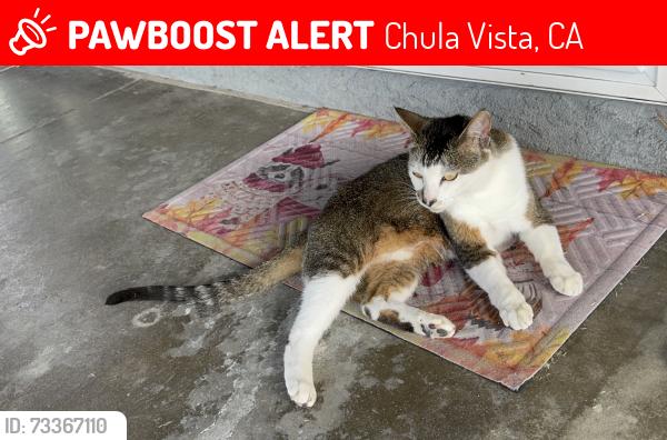 Lost Female Cat last seen Chula Vista Tesota Court, Chula Vista, CA 91911