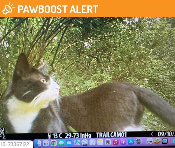 Found/Stray Female Cat last seen Lloyd Park, Croydon, South Croydon, England 