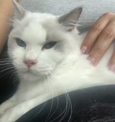 Reunited Female Cat last seen Executive Center Drive and N Congress Ave, West Palm Beach, FL 33401