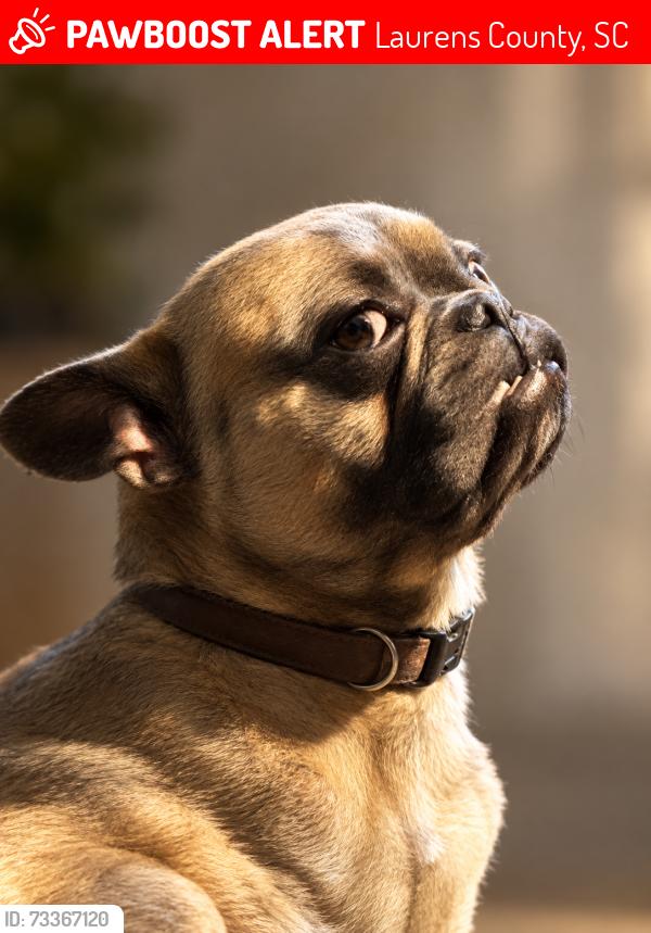 Lost Female Dog last seen Near Whitmire Hwy Union sc, Union, SC 29379