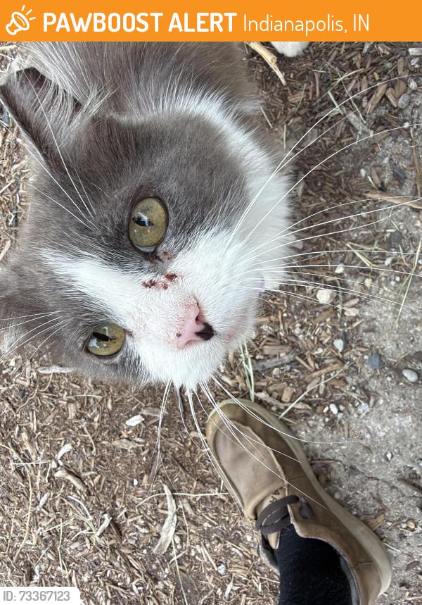 Found/Stray Unknown Cat last seen Harding st, Indianapolis, IN 46221