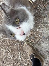 Found/Stray Unknown Cat last seen Harding st, Indianapolis, IN 46221