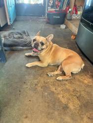 Reunited Male Dog last seen Big valley foods, Stockton, CA 95203