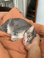 Lost Female Cat last seen 6th and South Hobart, Los Angeles, CA 90020
