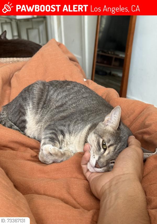 Lost Female Cat last seen 6th and South Hobart, Los Angeles, CA 90020