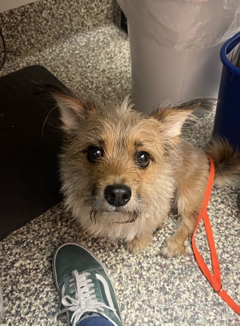 Shelter Stray Unknown Dog last seen Near BLOCK JET WING DR, COLORADO SPRINGS CO 80916, 610 Abbot Ln, Colorado Springs, CO 80905, USA