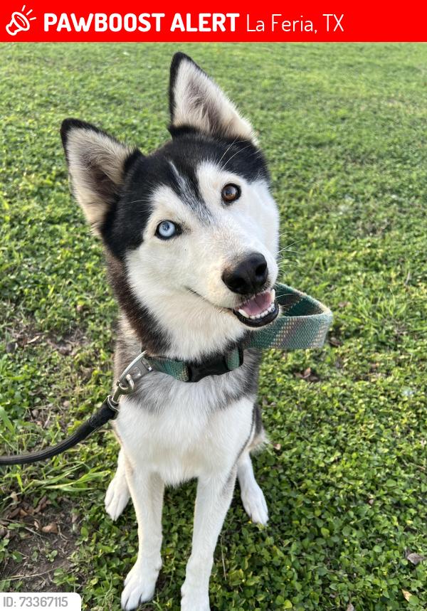 Lost Male Dog last seen N Parker Rd, E Clark Rd, La Feria, TX 78559