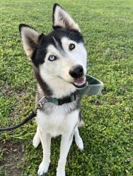Lost Male Dog last seen N Parker Rd, E Clark Rd, La Feria, TX 78559