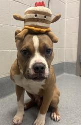 Shelter Stray Male Dog last seen Near, 5001 E Raymond St, Indianapolis, IN 46203, USA