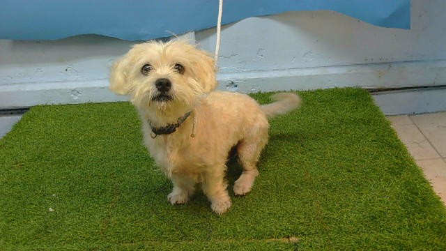 Shelter Stray Male Dog last seen , 216 W Victoria St, Gardena, CA 90248, USA