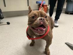 Shelter Stray Female Dog last seen LOANTREE/ SUNSET, 11232 B Ave, Auburn, CA 95603, USA