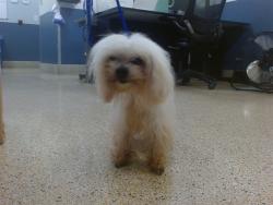 Shelter Stray Male Dog last seen Near BLOCK SW 89 CT, 3599 NW 79th Ave, Doral, FL 33122, USA