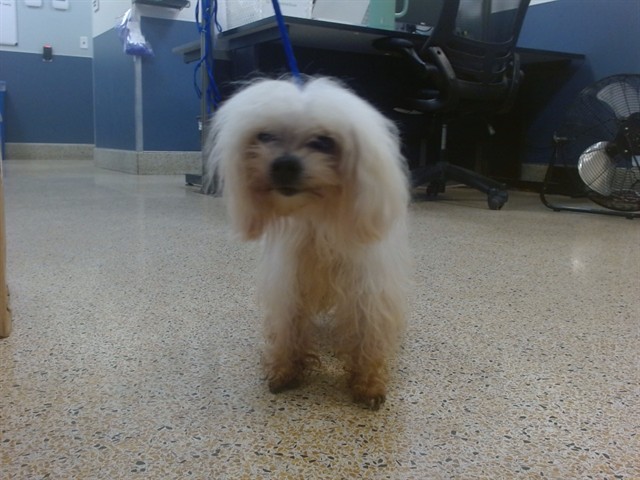 Shelter Stray Male Dog last seen Near BLOCK SW 89 CT, 3599 NW 79th Ave, Doral, FL 33122, USA