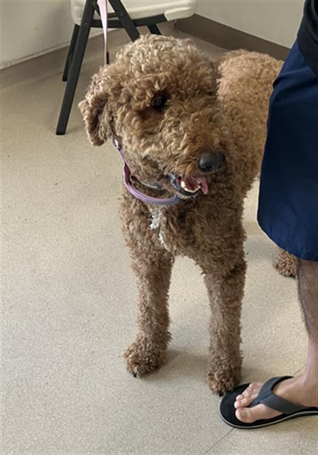 Shelter Stray Female Dog last seen Near BLOCK BLCK ARMOURDALE AVE, LONG BEACH, CA 90808, 7700 E Spring St, Long Beach, CA 90815, USA