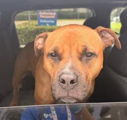 Shelter Stray Female Dog last seen Near BLOCK SE 7 ST, DANIA FL 33004, 2400 SW 42nd St, Fort Lauderdale, FL 33312, USA