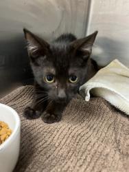Shelter Stray Male Cat last seen Near BLOCK CRESTWOOD TER, MARGATE FL 33063, 2400 SW 42nd St, Fort Lauderdale, FL 33312, USA