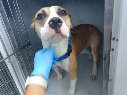 Shelter Stray Female Dog last seen Near BLOCK GATEWAY DR, POMPANO BEACH FL 33069, 2400 SW 42nd St, Fort Lauderdale, FL 33312, USA