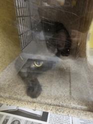 Shelter Stray Male Cat last seen , 3201 Lacy St, Los Angeles, CA 90031, USA