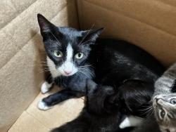 Shelter Stray Female Cat last seen , 3201 Lacy St, Los Angeles, CA 90031, USA