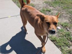 Shelter Stray Female Dog last seen Near BLOCK W BAYAUD AVE, DENVER CO 80223, 1241 W Bayaud Ave, Denver, CO 80223, USA