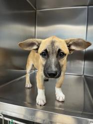 Shelter Stray Male Dog last seen , 957 N Gaffey St, San Pedro, CA 90731, USA