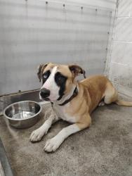 Shelter Stray Male Dog last seen H X MAGNOLIA, 333 Chandler Pl, San Bernardino, CA 92408, USA