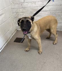 Shelter Stray Male Dog last seen H X MAGNOLIA, 333 Chandler Pl, San Bernardino, CA 92408, USA