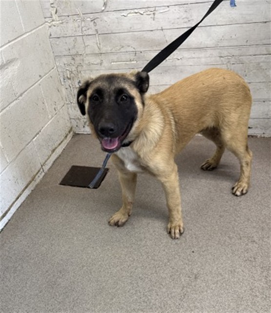 Shelter Stray Male Dog last seen H X MAGNOLIA, 333 Chandler Pl, San Bernardino, CA 92408, USA