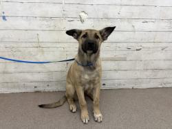 Shelter Stray Male Dog last seen S LA CADENA/ TROPICANA, 333 Chandler Pl, San Bernardino, CA 92408, USA