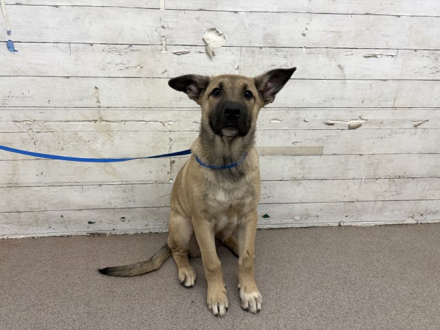 Shelter Stray Male Dog last seen S LA CADENA/ TROPICANA, 333 Chandler Pl, San Bernardino, CA 92408, USA