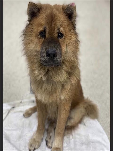 Shelter Stray Female Dog last seen , 957 N Gaffey St, San Pedro, CA 90731, USA