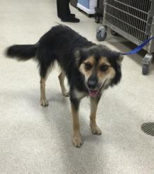 Shelter Stray Female Dog last seen Near BLOCK DAWES ST, PERRIS, CA, 6851 Van Buren Boulevard, Jurupa Valley, CA 92509, USA