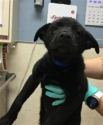 Shelter Stray Male Dog last seen Near BLOCK DAWES ST, PERRIS, CA, 6851 Van Buren Boulevard, Jurupa Valley, CA 92509, USA