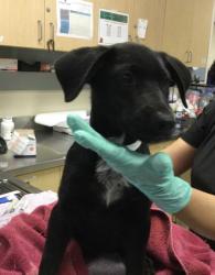 Shelter Stray Female Dog last seen Near BLOCK DAWES ST, PERRIS, CA, 6851 Van Buren Boulevard, Jurupa Valley, CA 92509, USA
