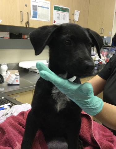 Shelter Stray Female Dog last seen Near BLOCK DAWES ST, PERRIS, CA, 6851 Van Buren Boulevard, Jurupa Valley, CA 92509, USA
