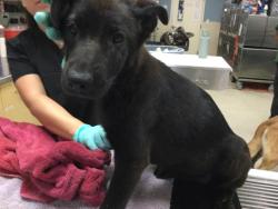 Shelter Stray Female Dog last seen Near BLOCK DAWES ST, PERRIS, CA, 6851 Van Buren Boulevard, Jurupa Valley, CA 92509, USA