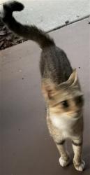 Shelter Stray Unknown Cat last seen LAKE YALE RD & YALE HAMMOCK RD UMATILLA, 12280 County Rd 448, Tavares, FL 32778, USA
