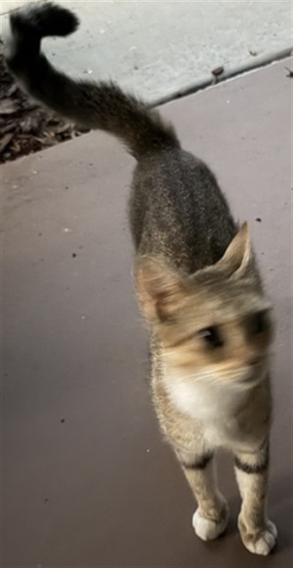 Shelter Stray Unknown Cat last seen LAKE YALE RD & YALE HAMMOCK RD UMATILLA, 12280 County Rd 448, Tavares, FL 32778, USA