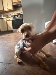 Found/Stray Male Dog last seen 8th Ave an route 20 in Paterson, Paterson, NJ 07514