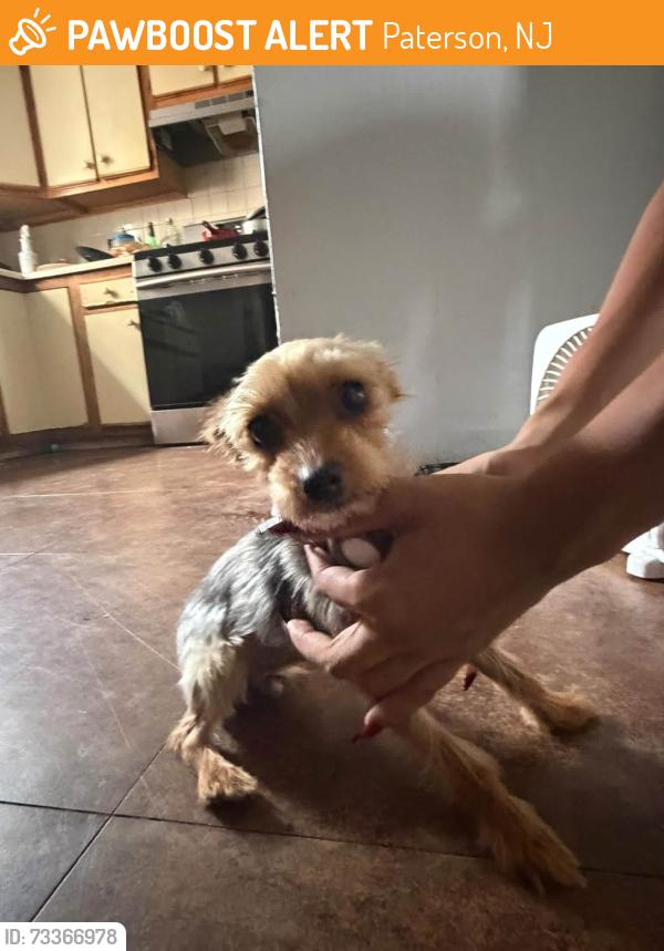 Found/Stray Male Dog last seen 8th Ave an route 20 in Paterson, Paterson, NJ 07514