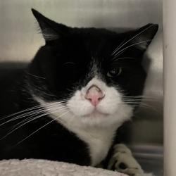 Shelter Stray Unknown Cat last seen Near BLOCK MARINA VILLAGE PKWY, 1590 Fortmann Way, Alameda, CA 94501, USA