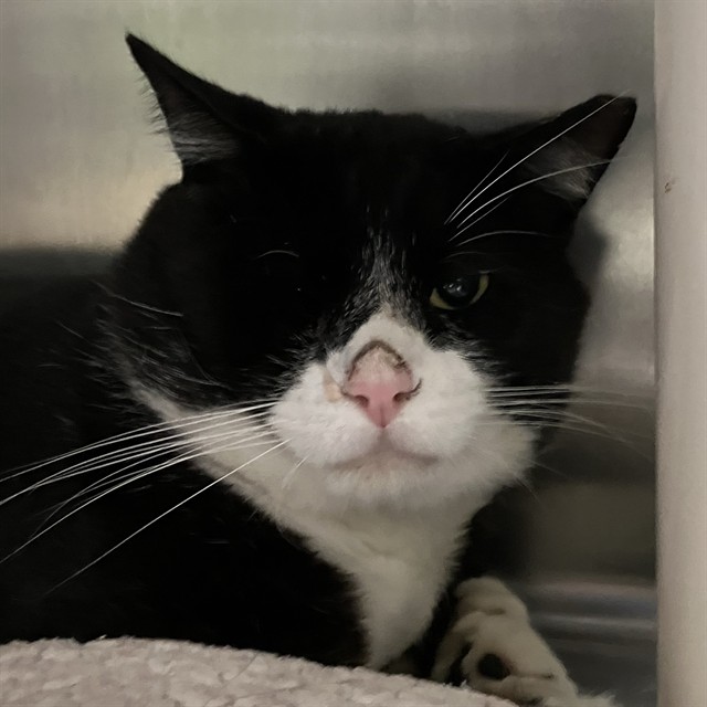 Shelter Stray Unknown Cat last seen Near BLOCK MARINA VILLAGE PKWY, 1590 Fortmann Way, Alameda, CA 94501, USA