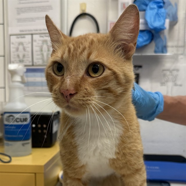 Shelter Stray Male Cat last seen CENTRAL AND PAGE, 1590 Fortmann Way, Alameda, CA 94501, USA
