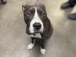 Shelter Stray Male Dog last seen , 1850 W 60th St, Los Angeles, CA 90047, USA
