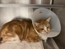 Shelter Stray Male Cat last seen , 14409 Vanowen St, Van Nuys, CA 91405, USA