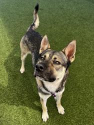 Shelter Stray Male Dog last seen , 1850 W 60th St, Los Angeles, CA 90047, USA