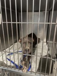 Shelter Stray Female Dog last seen Near BLOCK MISSION RD, TALLAHASSEE FL 32304, 1125 Easterwood Dr, Tallahassee, FL 32311, USA