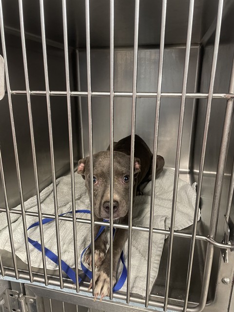 Shelter Stray Female Dog last seen Near BLOCK MISSION RD, TALLAHASSEE FL 32304, 1125 Easterwood Dr, Tallahassee, FL 32311, USA
