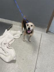 Shelter Stray Female Dog last seen Near BLOCK WHITNEY DR E, TALLAHASSEE FL 32309, 1125 Easterwood Dr, Tallahassee, FL 32311, USA
