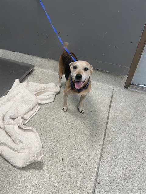 Shelter Stray Female Dog last seen Near BLOCK WHITNEY DR E, TALLAHASSEE FL 32309, 1125 Easterwood Dr, Tallahassee, FL 32311, USA